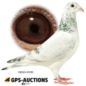 CRO25-37293