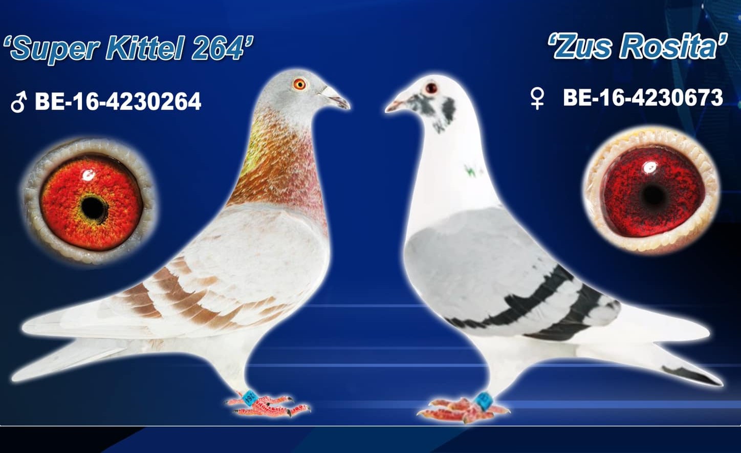 NL26-8452942
