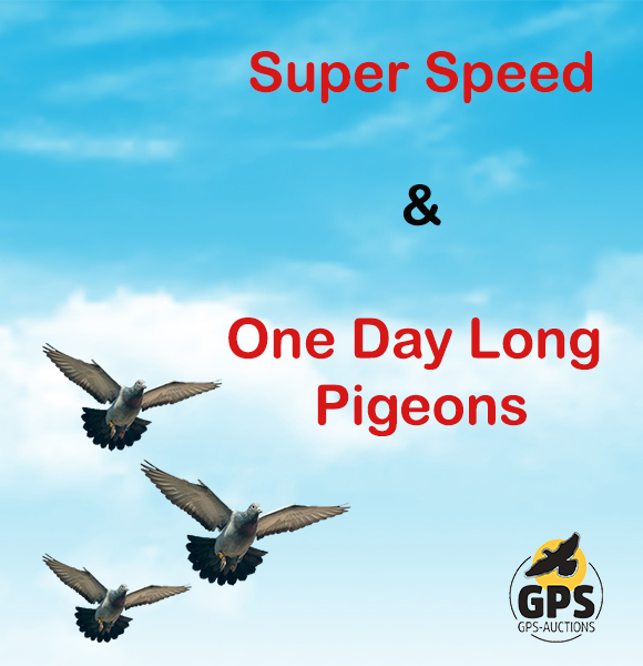 Super Speed & One Day Long Pigeons