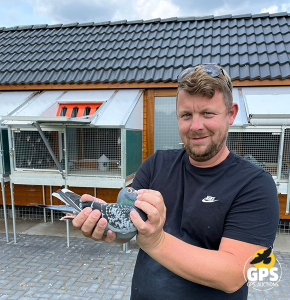 Bakker Pigeons Collection