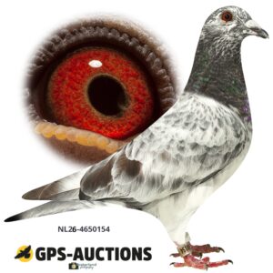 NL26-4650154