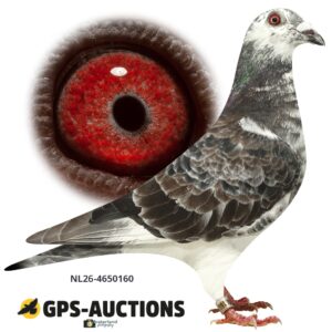 NL26-4650160