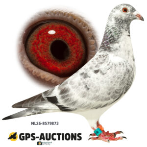 NL26-8579873