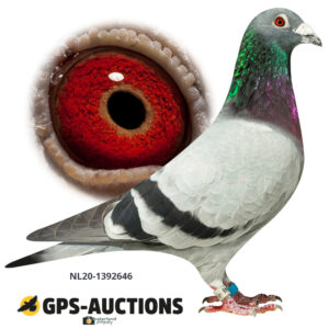 NL20-1392646