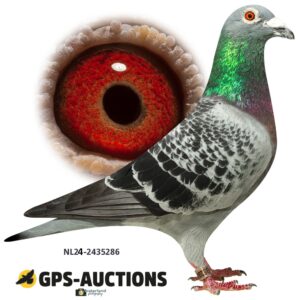 NL24-2435286