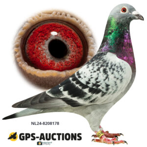 NL24-8208178