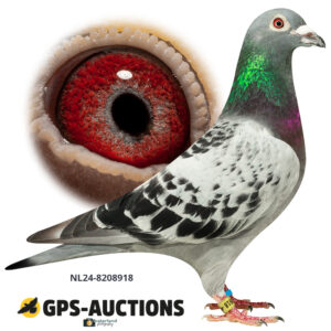 NL24-8208918
