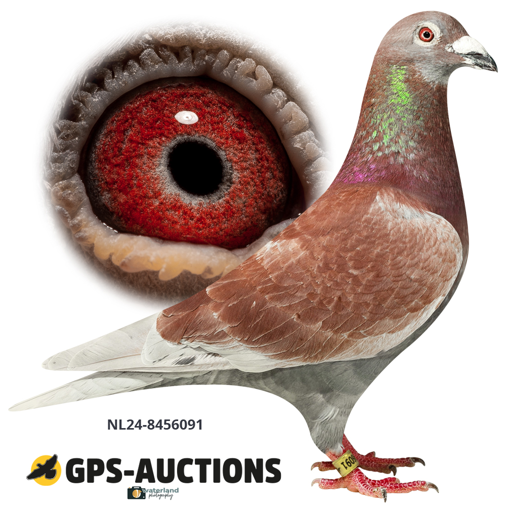 NL24-8456091
