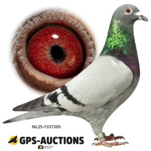 NL25-1337305