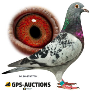 NL26-4055760