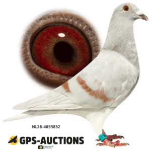 NL26-4055852