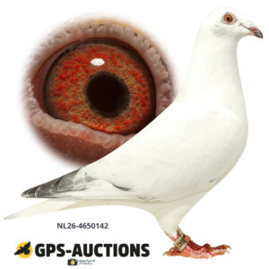 NL26-4650142