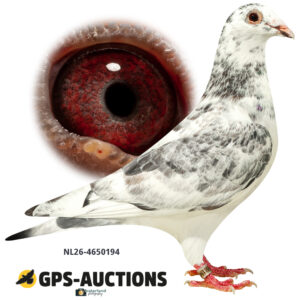 NL26-4650194