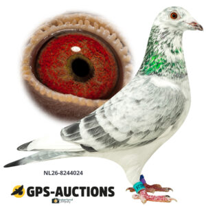 NL26-8244024