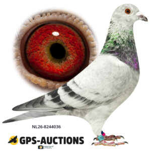 NL26-8244036