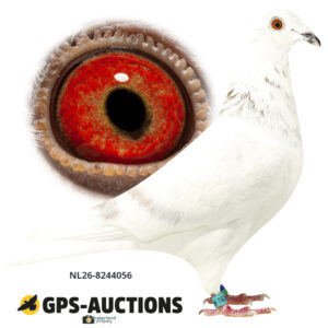 NL26-8244056