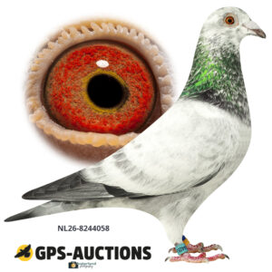 NL26-8244058