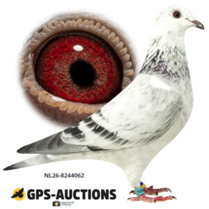 NL26-8244062