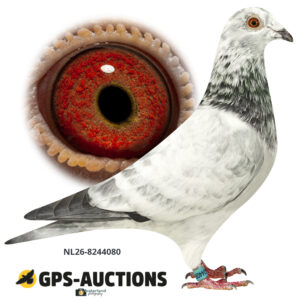 NL26-8244080