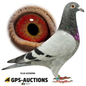 NL26-8268086