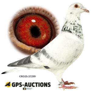 CRO25-37299
