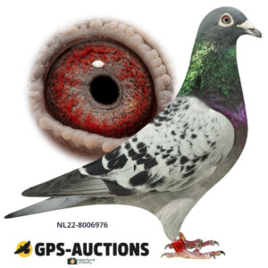 NL22-8006976