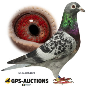 NL24-8084423