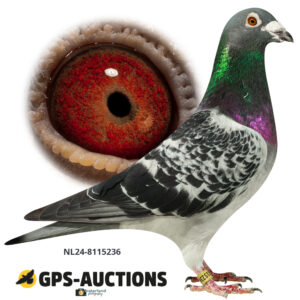NL24-8115236
