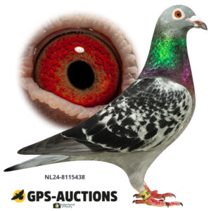 NL24-8115438