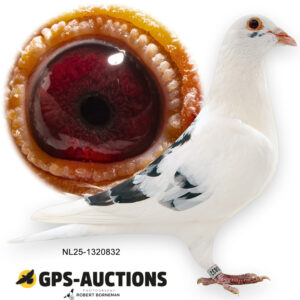 NL25-1320832
