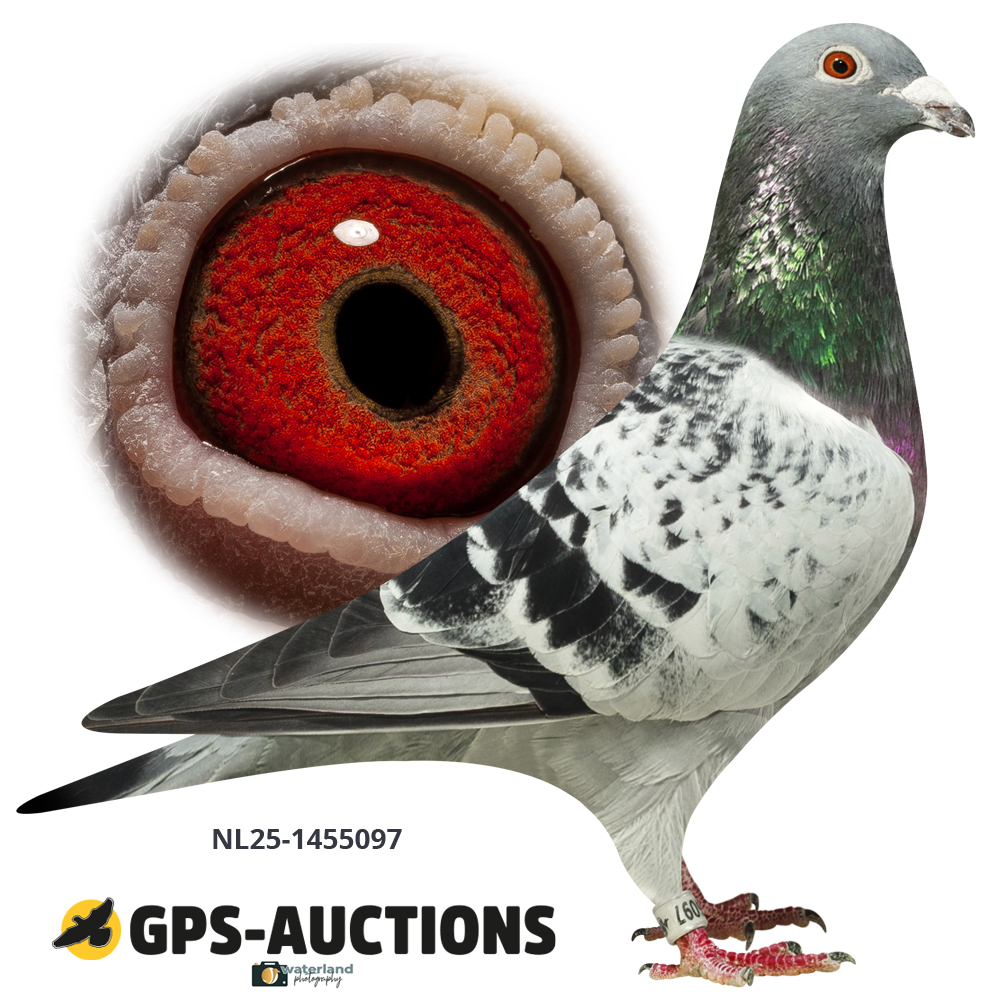 NL25-1455097