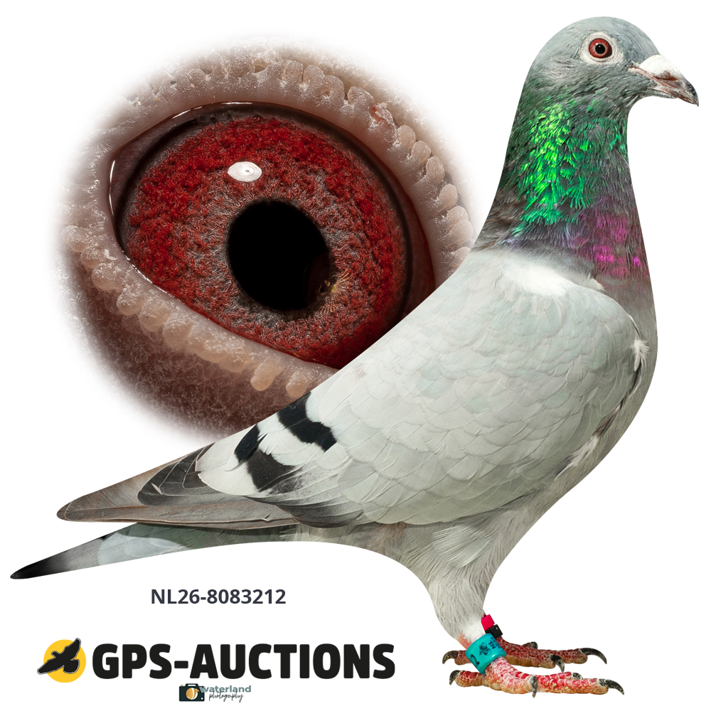 NL26-8083212
