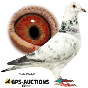 NL26-8562619