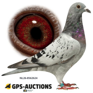 NL26-8562624
