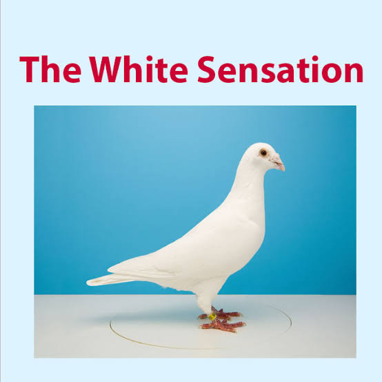 The White Sensation