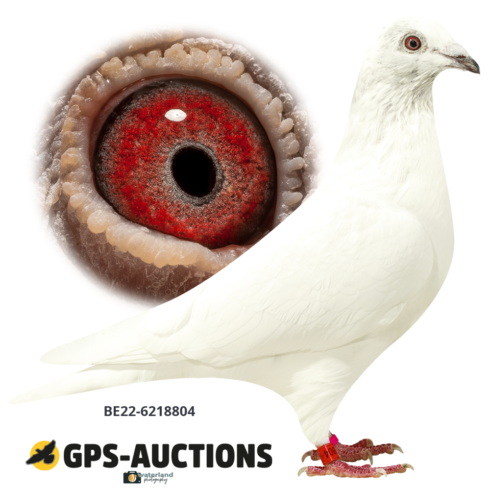 BE22-6218804