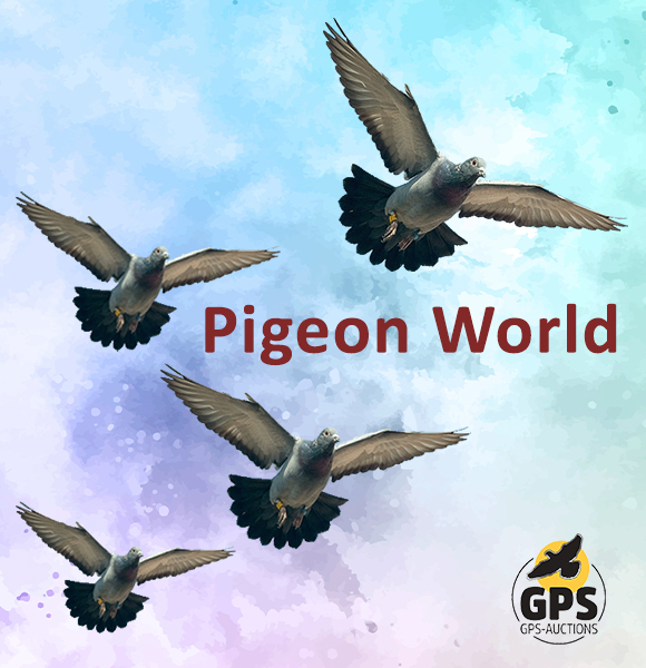 Pigeon World - Part 2