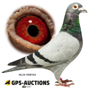 NL19-7008164