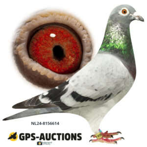 NL24-8156614
