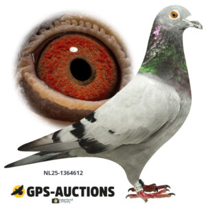 NL25-1364612
