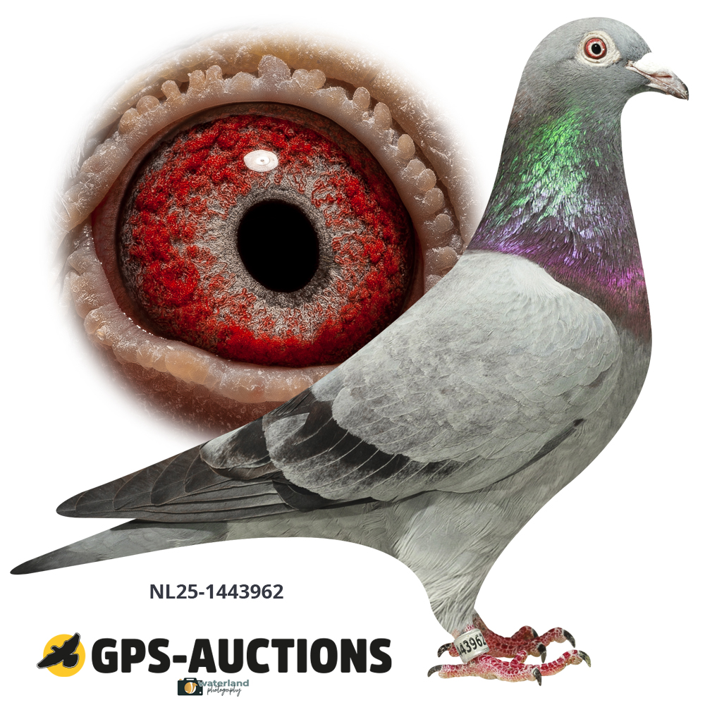 NL25-1443962