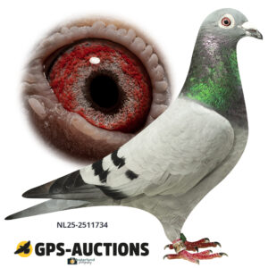 NL25-2511734