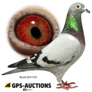 NL25-2511737