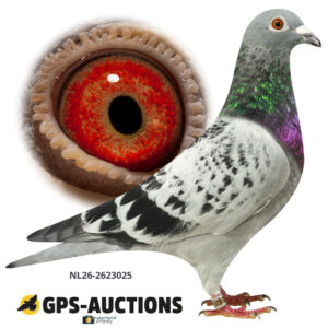 NL26-2623025