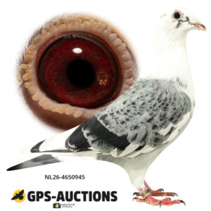 NL26-4650945