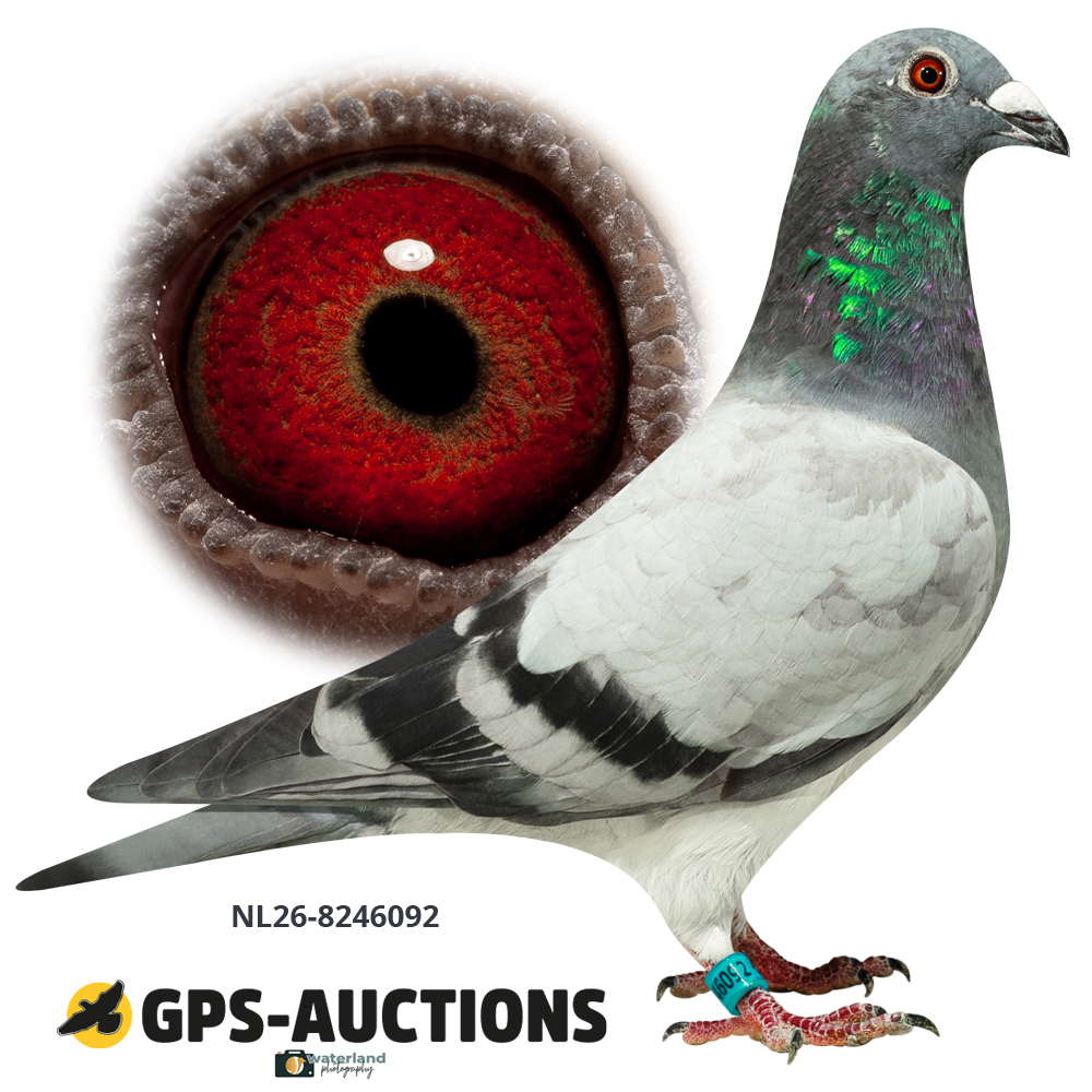 NL26-8246092